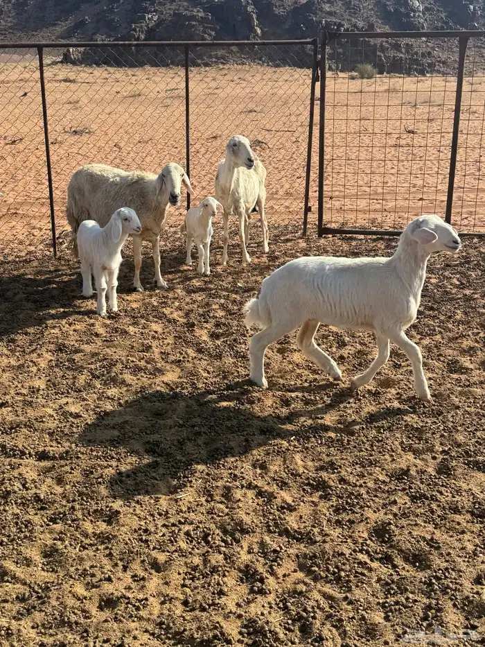 حبص ولد ثنتين معهن على واحد ورخل عمرها ثلاث شهور 0