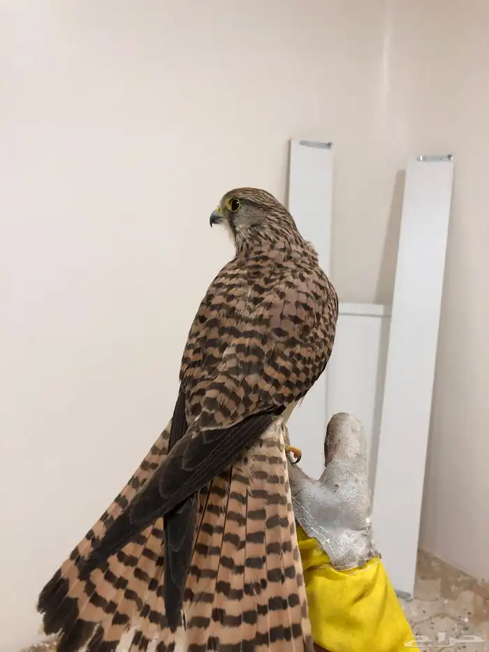 باشق و الشبوط 2