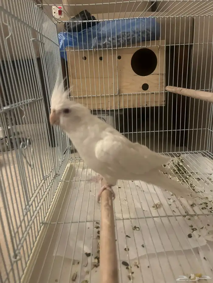 كروان للبيع 1