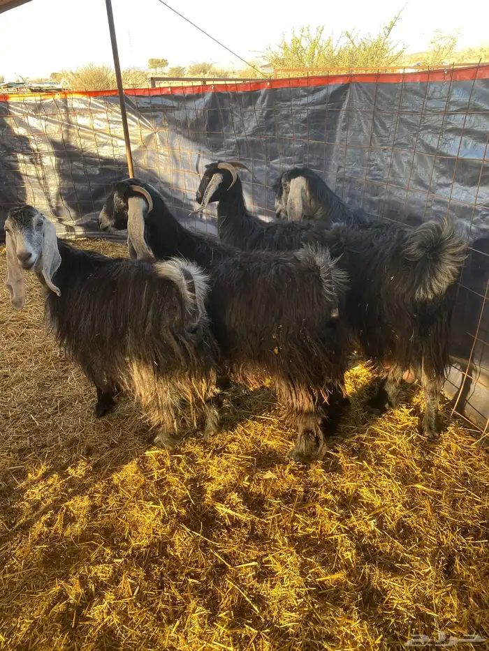 معزا عوارض 4دفيع بتولد وثنتين باقي عليها 2