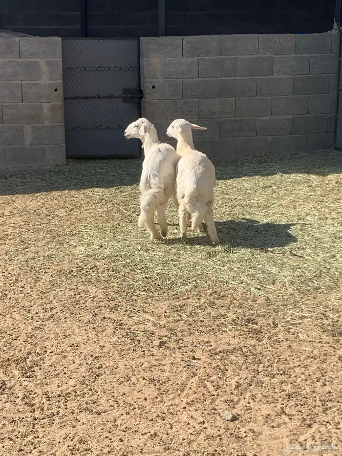 للبيع رخلين 4