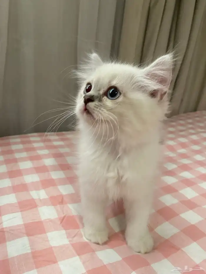 قط ذكر همالايا - شيرازي للبيع 1