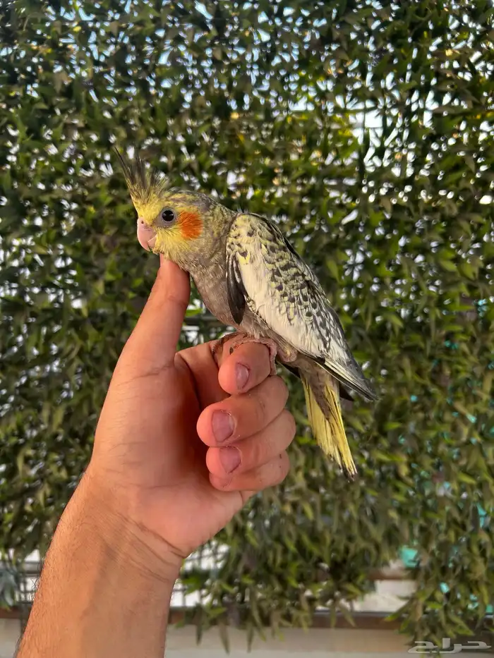 فرخ كروان كوكتيل فراشة اليف و بدايه هدد و تكسير حب 0