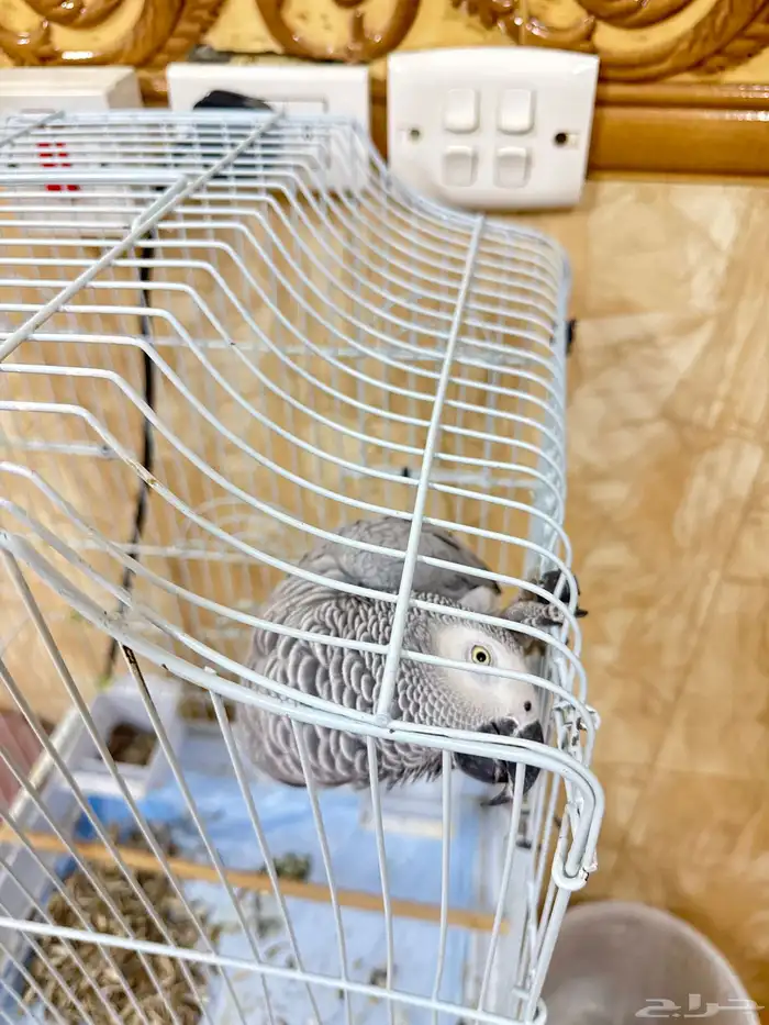 ببغاء كاسكو للبيع 1