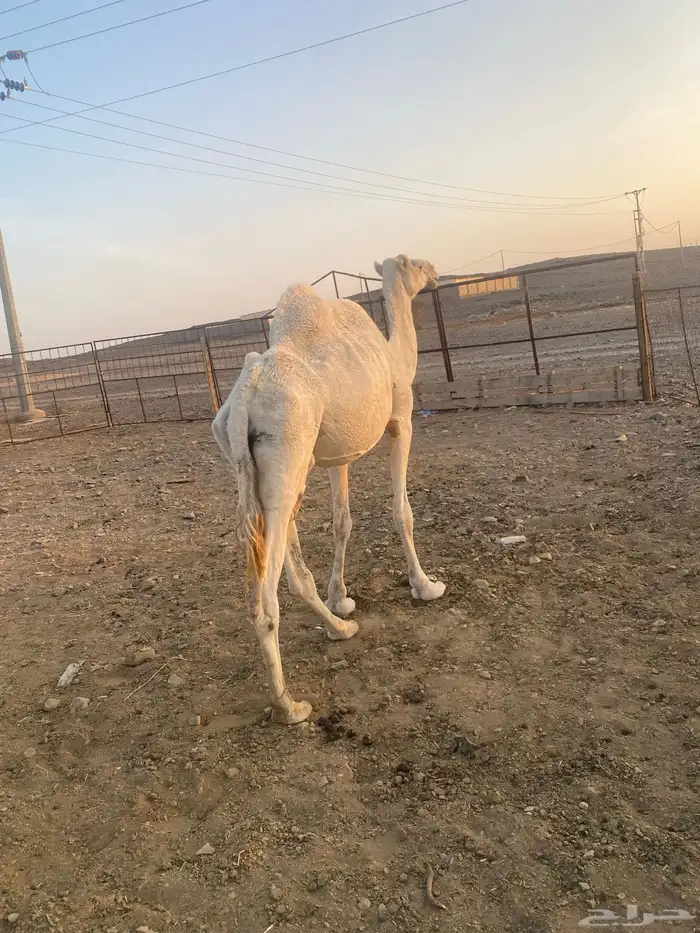 للبيع ناقه جزر 2