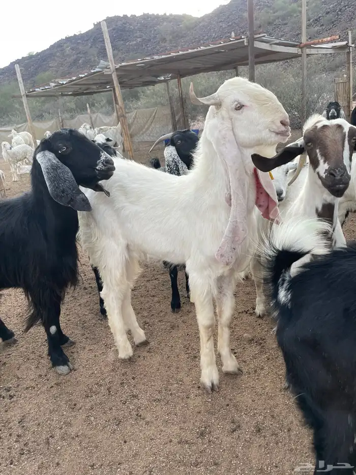 عشيرة شمال الطايف 0