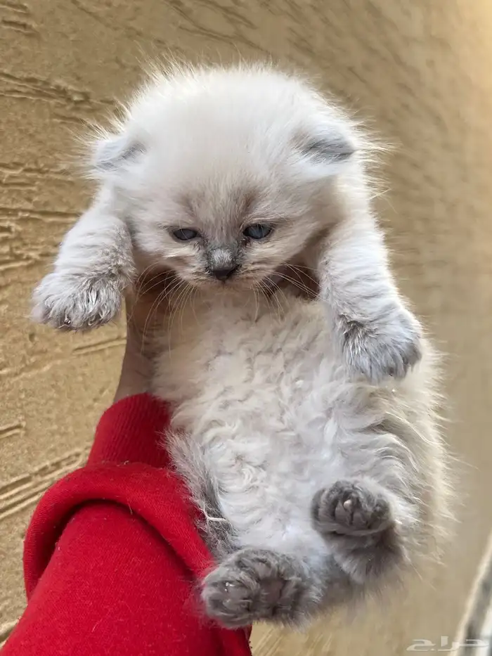 سكوتش هجين شيرازي قطط صغيرة عمرها شهر للبيع 9