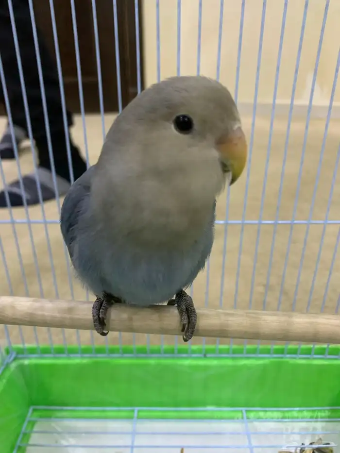 روز أليف جدا 0