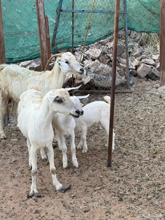 عرض وبيع ماعز بيشي ثنتين مواليد 2