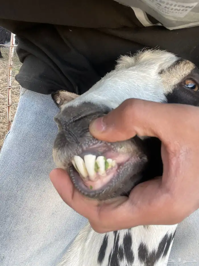 للبيع عنز جنوبيه والد 2