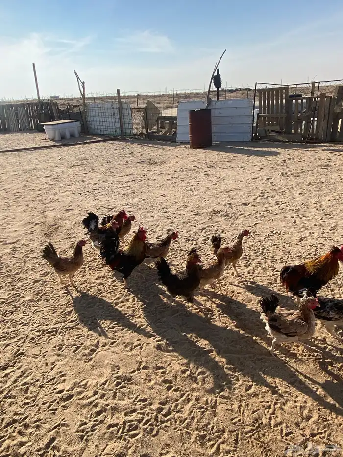 دجاج بلدي للبيع 17