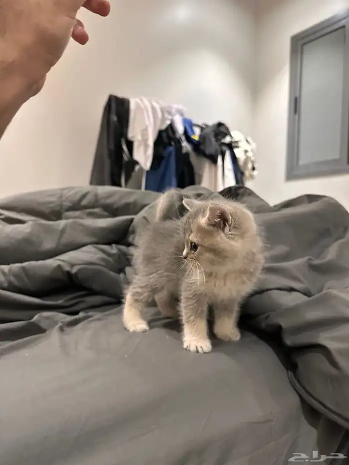 سكوتش استريت 2