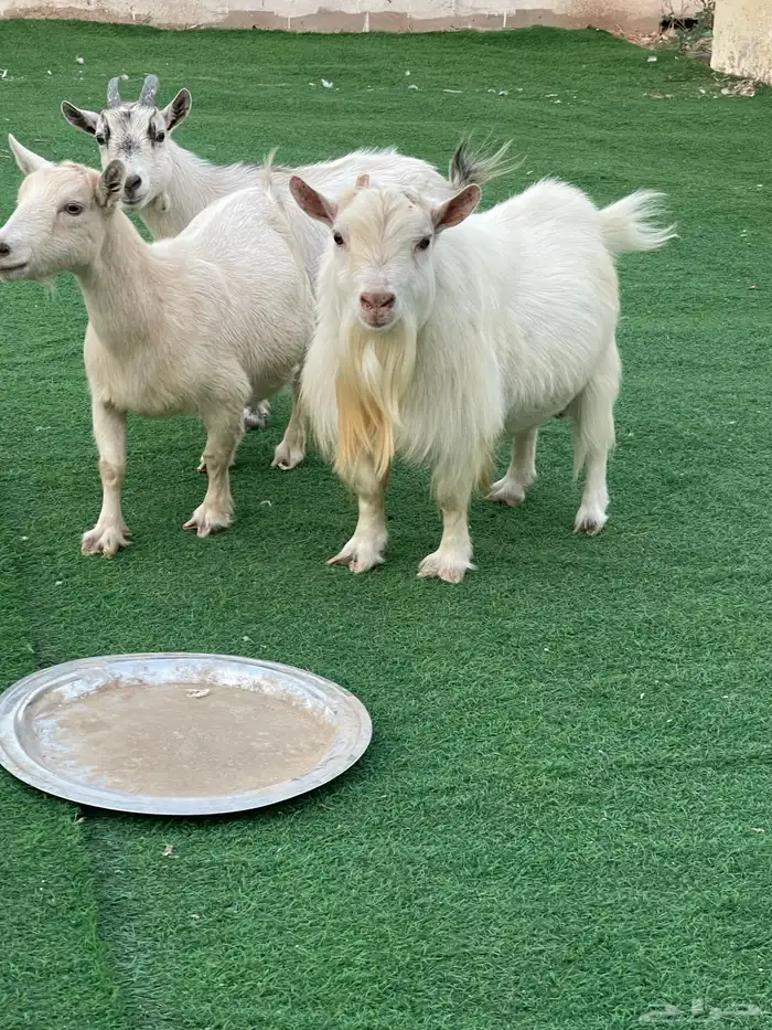 للبيع معزا قزميات مع الفحل صنف 2