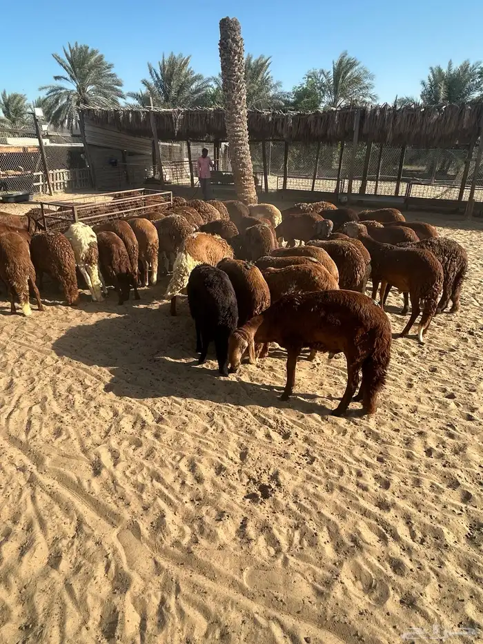 50 راس سواكني جذعان حمرية مرابي طيبة 1