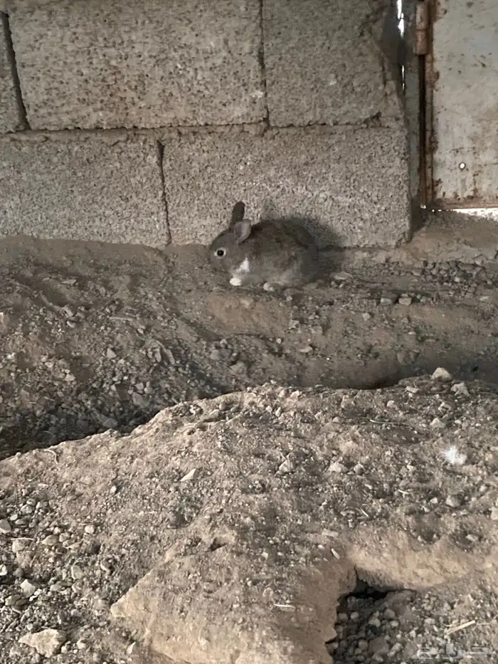 أرنب بلدي 1