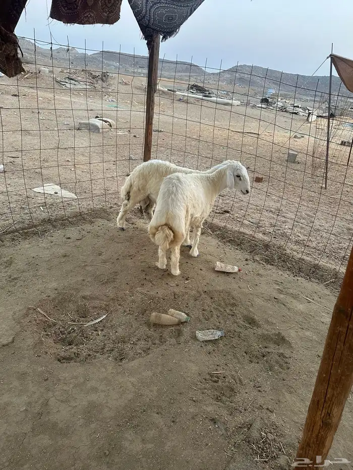 طليان حريه ذبايح تم البيع 0