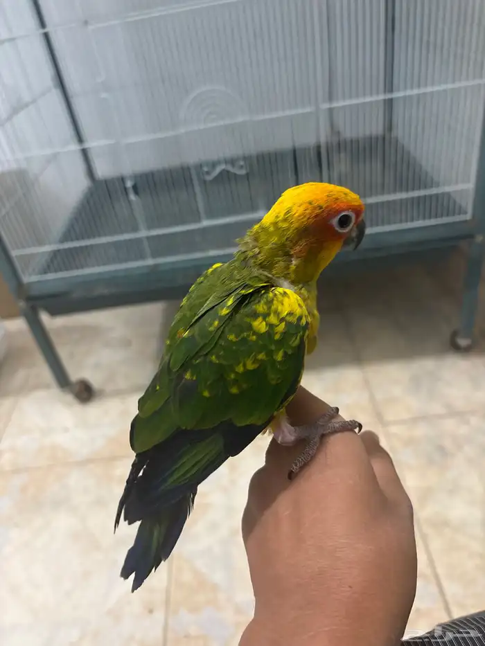 صن كنيور فرخ 0