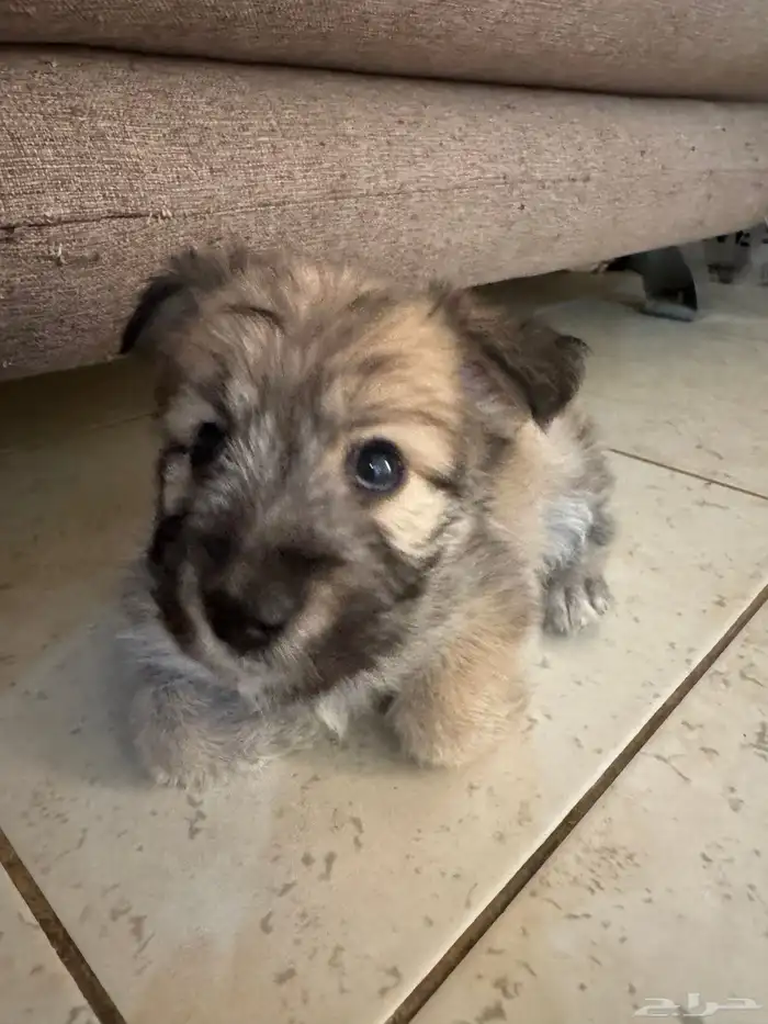 كلب صغير هجين شيتوس ومالتيز واضح في الصوره عمر شهرين 5