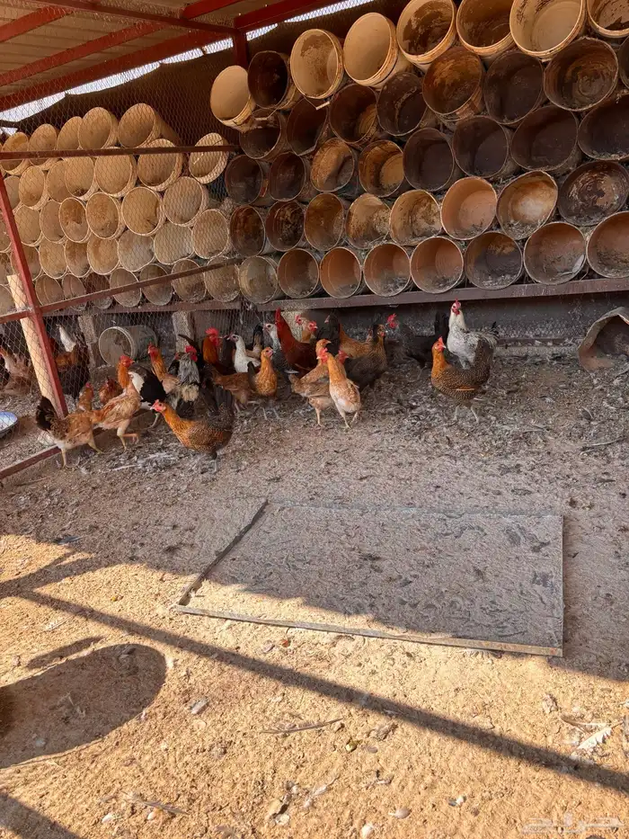 دجاج و بيض مخصب 7