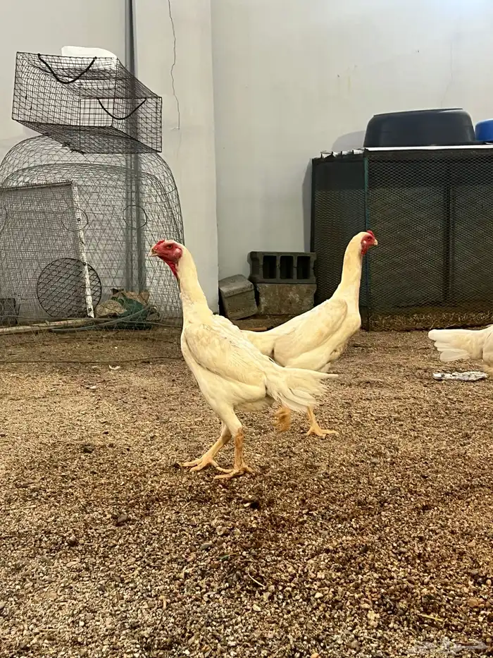 دجاج شاموا الماني الأمهات خوارج 3