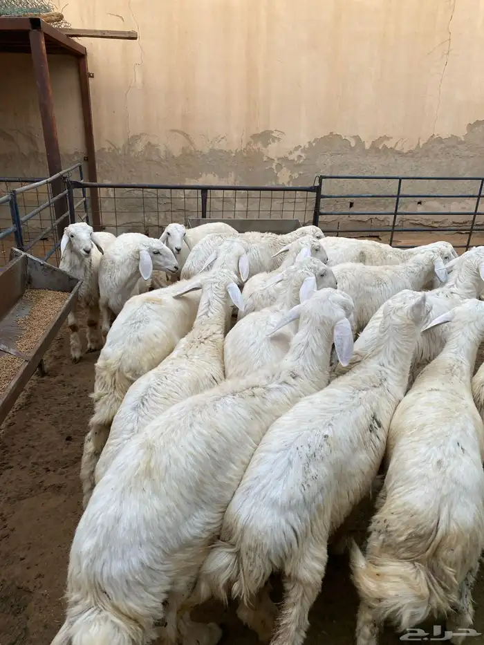 بهم حريات فاخرة 3