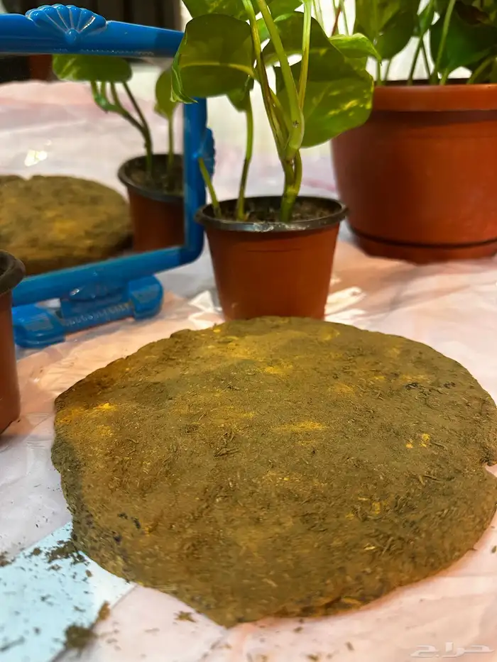 بخور حساوي قرص العود والزعفران 7