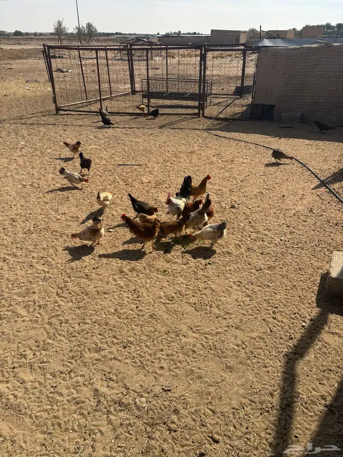 دجاج بلدي بياض 1