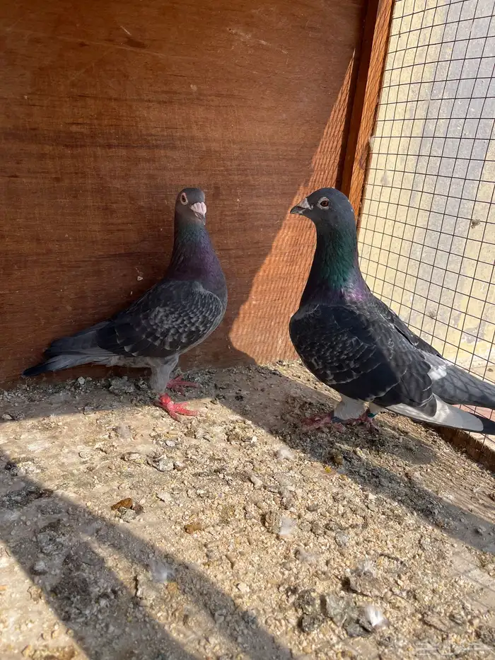 جوز زاجل سباق 0