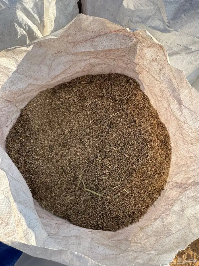 بذور رودس انتاج جديد 0