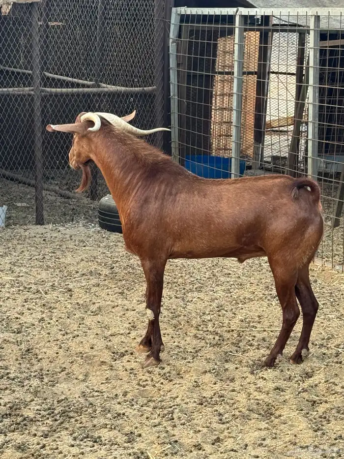 فحل محايلي ادهم 1