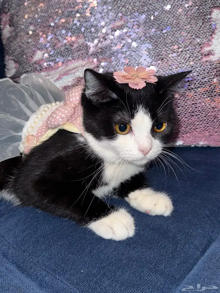 قطة للتبني 0