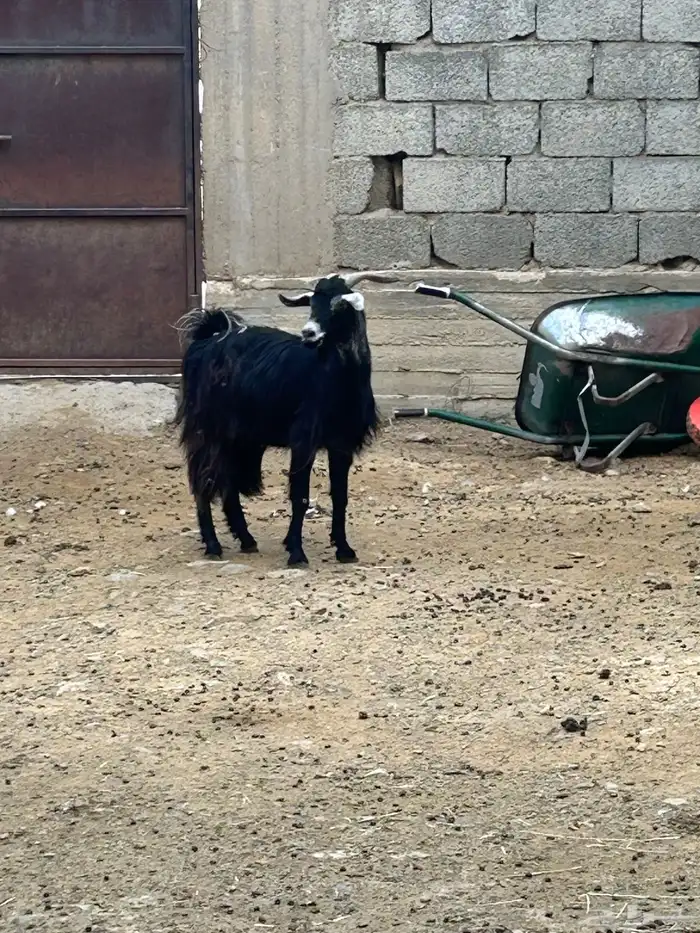 تيس فل شخم مخصي السن رباع 0