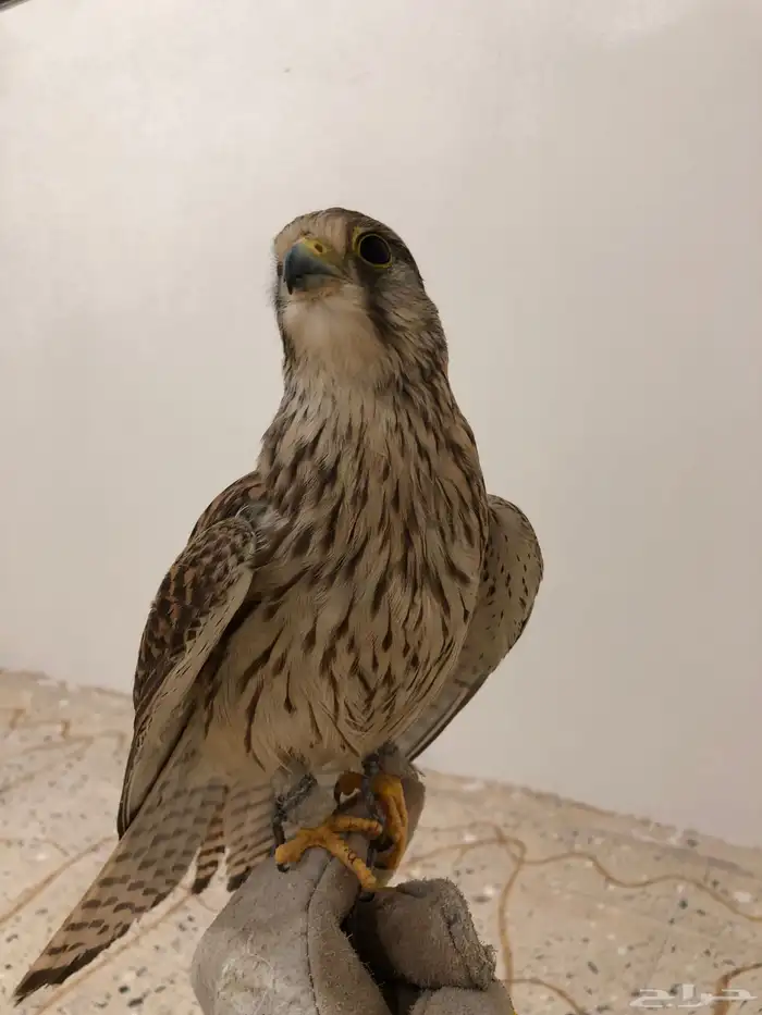 باشق و الشبوط 3