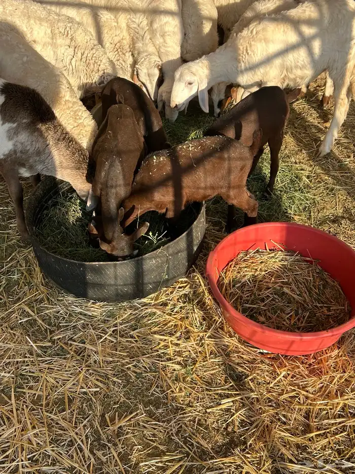 تيوس جنوبية 0