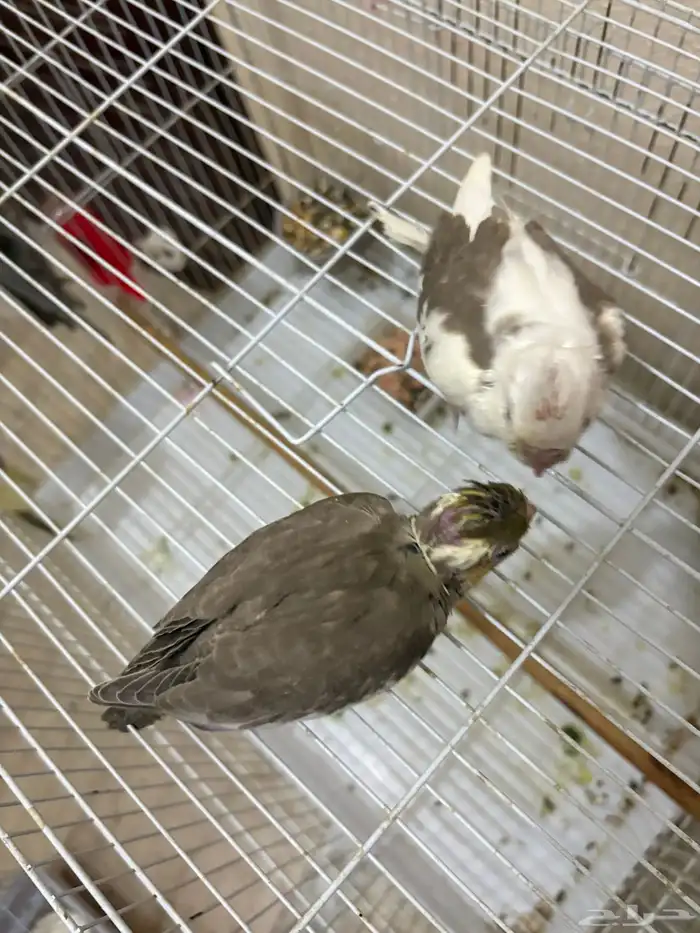 فرخين كروان عمرها شهرونص تقبل غر طفره والثاني هولندي 2