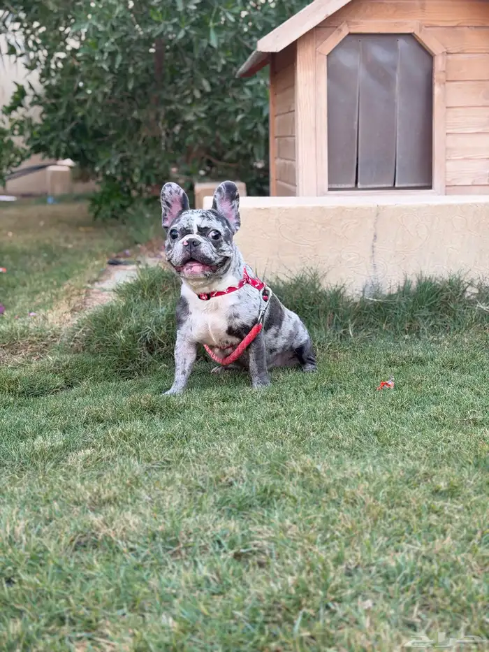 انثى فرنش بولدق ميرلي 1