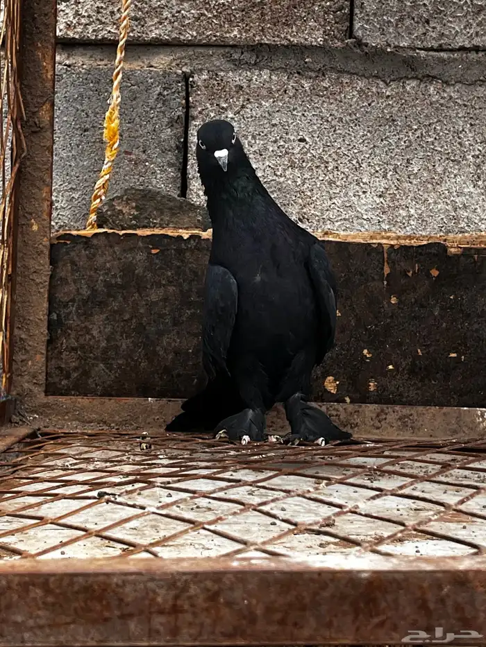 حمام تركي اسود لمعه 11