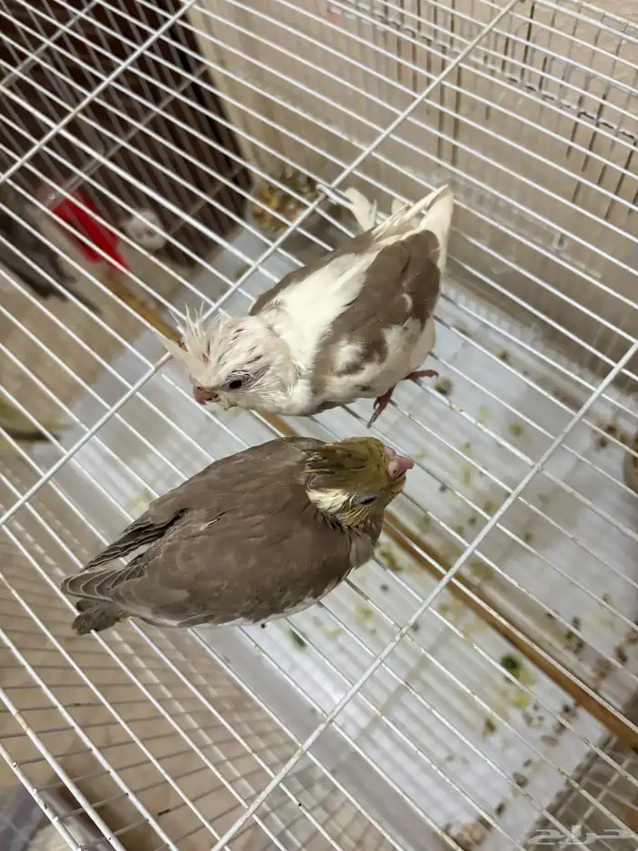 فرخين كروان عمرها شهرونص تقبل غر طفره والثاني هولندي 0