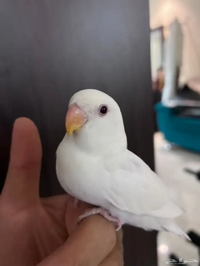 ببغاء روز اليف جدا مناسب للاطفال شرط صحه و نظافه 4