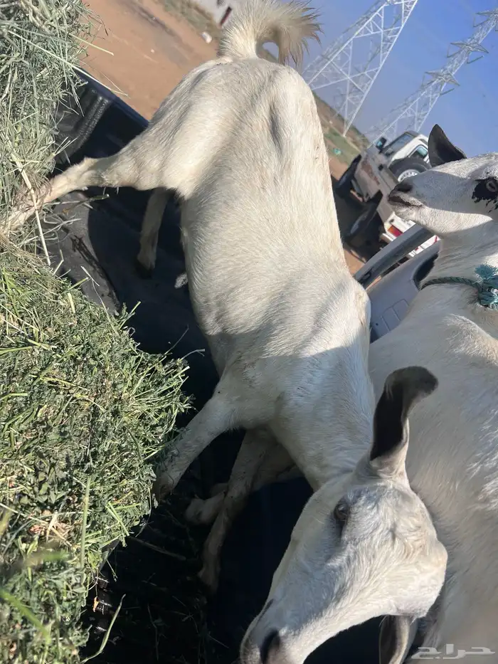 عنقان للبيع 1