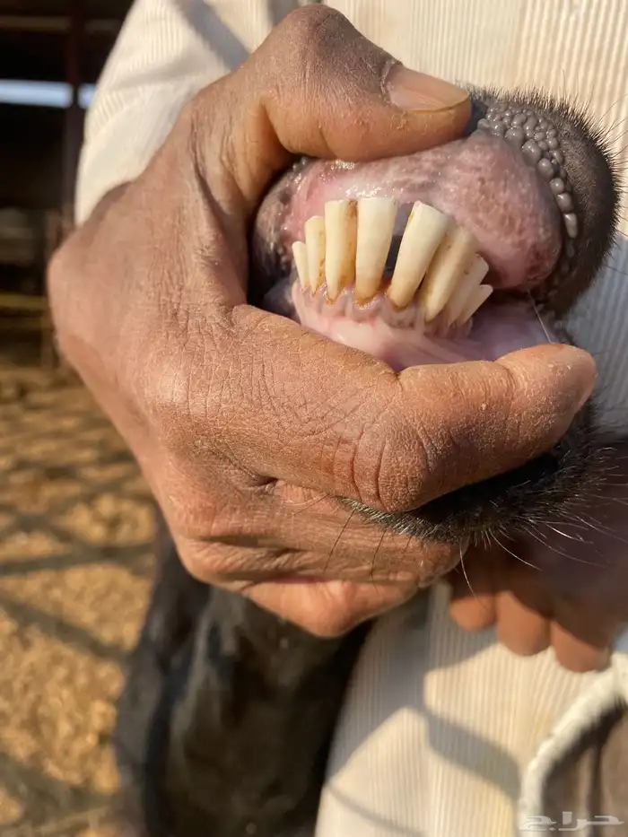 معزا عوارض اصلية خصم شرط الضريع 6 10