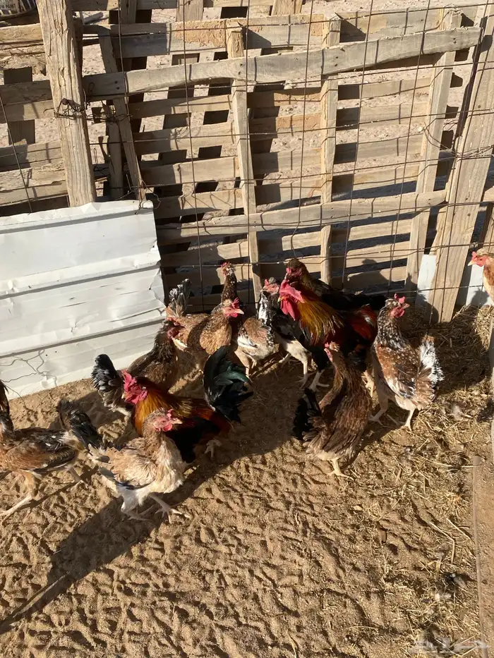 دجاج بلدي للبيع 7