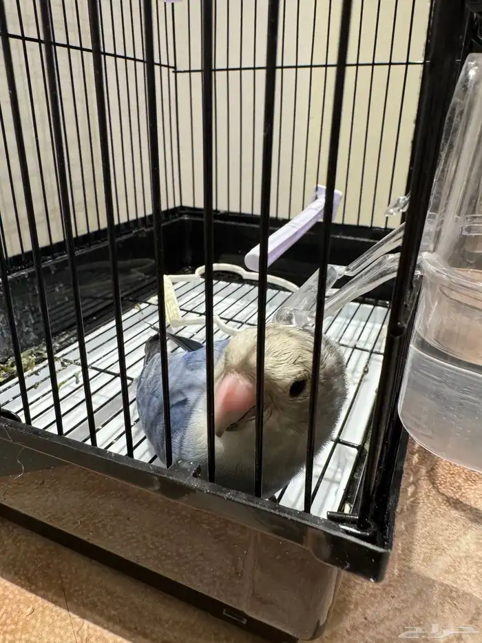 للبيغ ببغا روز 1