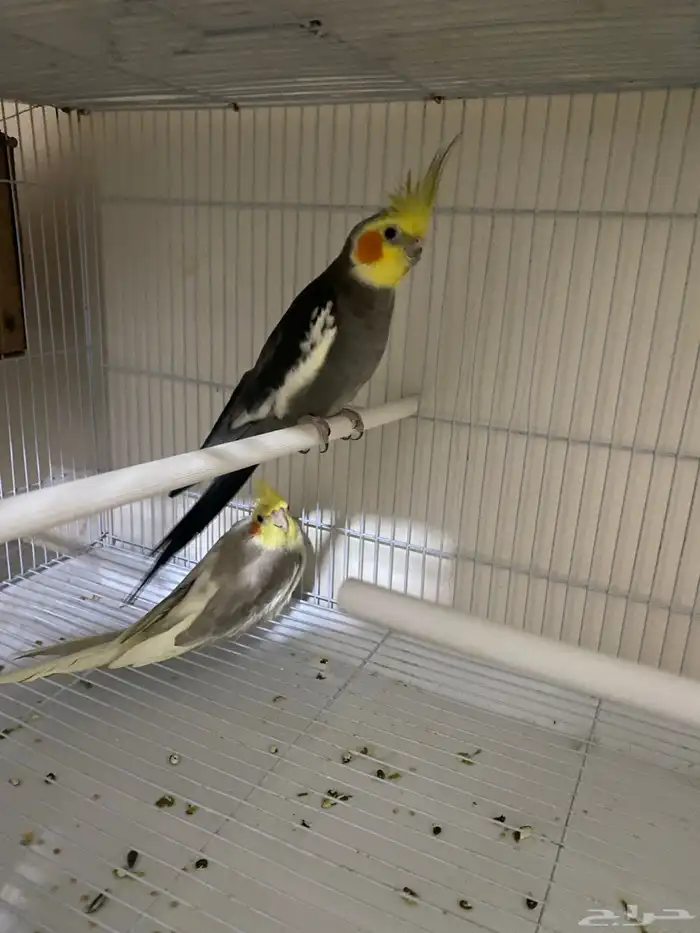 بلبول تغريد عصفور الحب ذكر روز انثي كروان 3 حبات 5