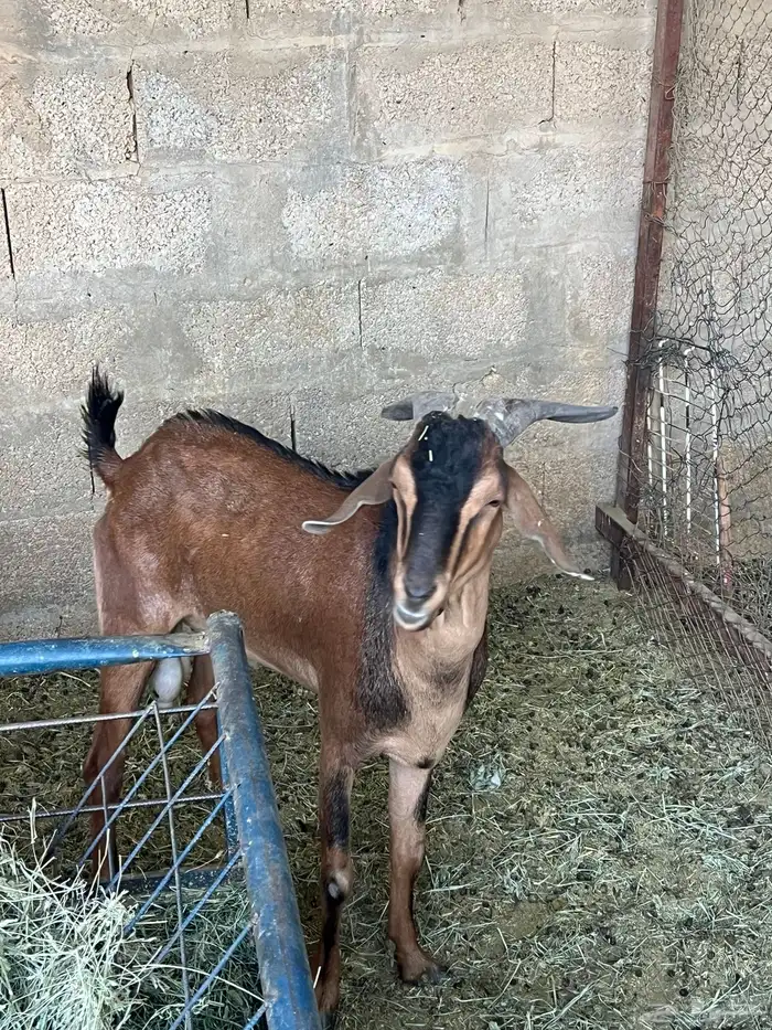 تيس ومعزه جنوبيه حمر 3