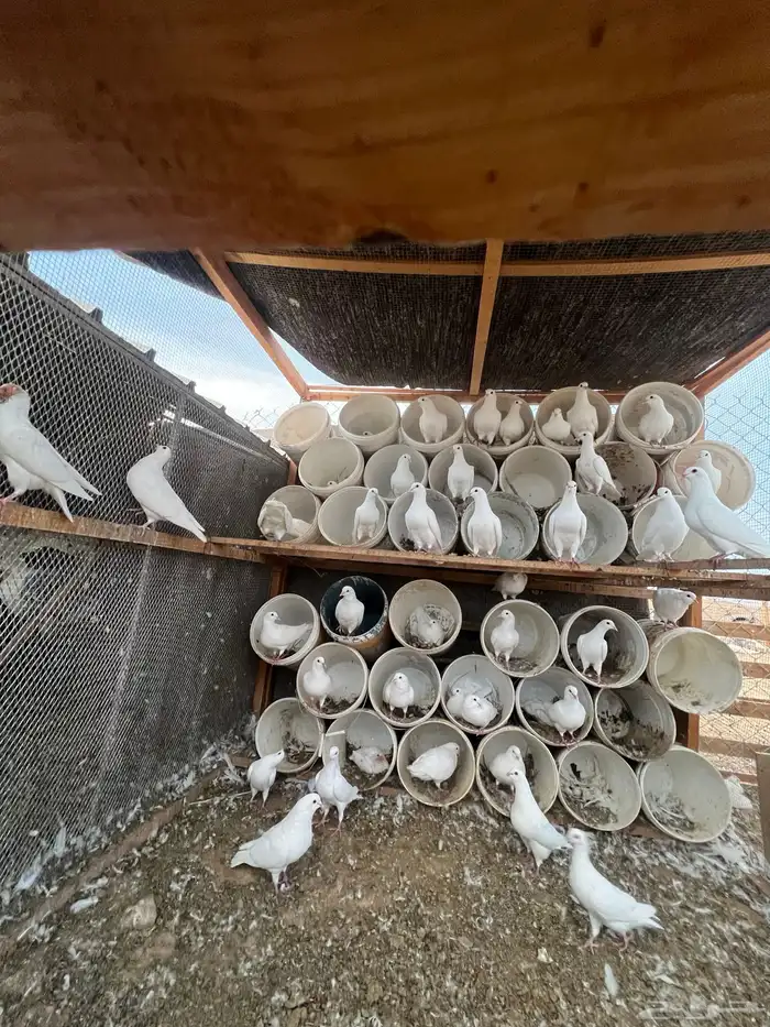 حمام فرنسي جامبو 0