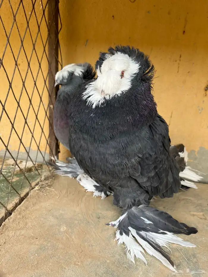 اجواز شيرازي وشغل بخاره 2