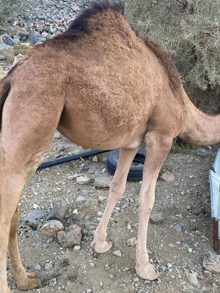 بكره حمراء 1