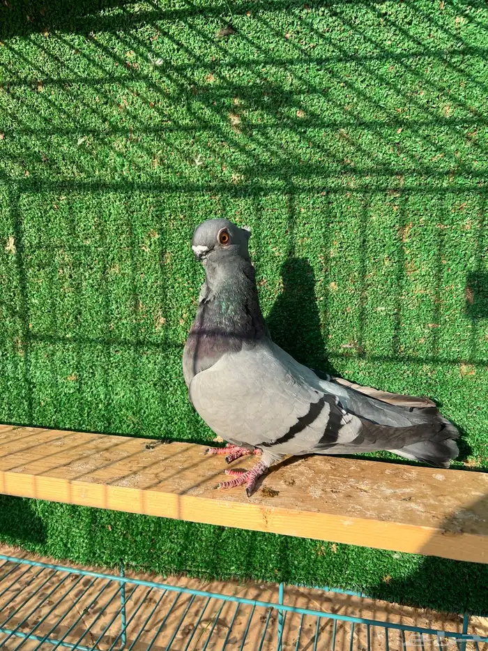 طيره بولندي ( تم البيع ) 2