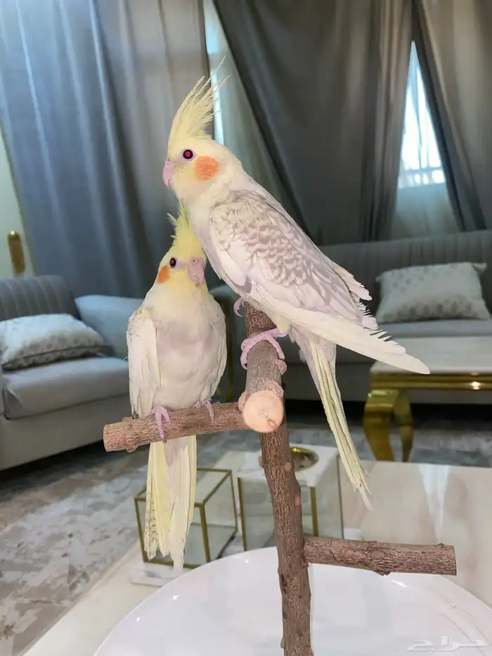 كروان اليف 1